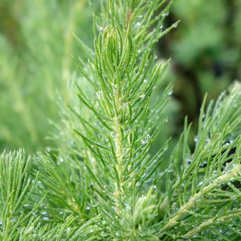 Picea glauca Conica (Fogliame)