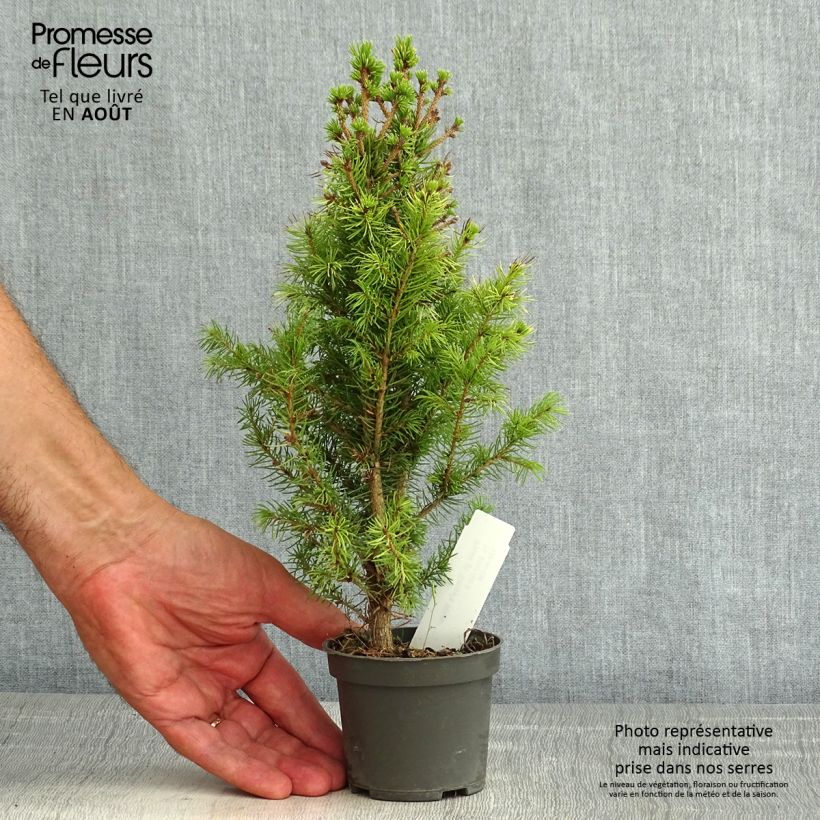 Esemplare di Picea glauca Daisy's White Vasetto da 8/9 cm consegnato in estate