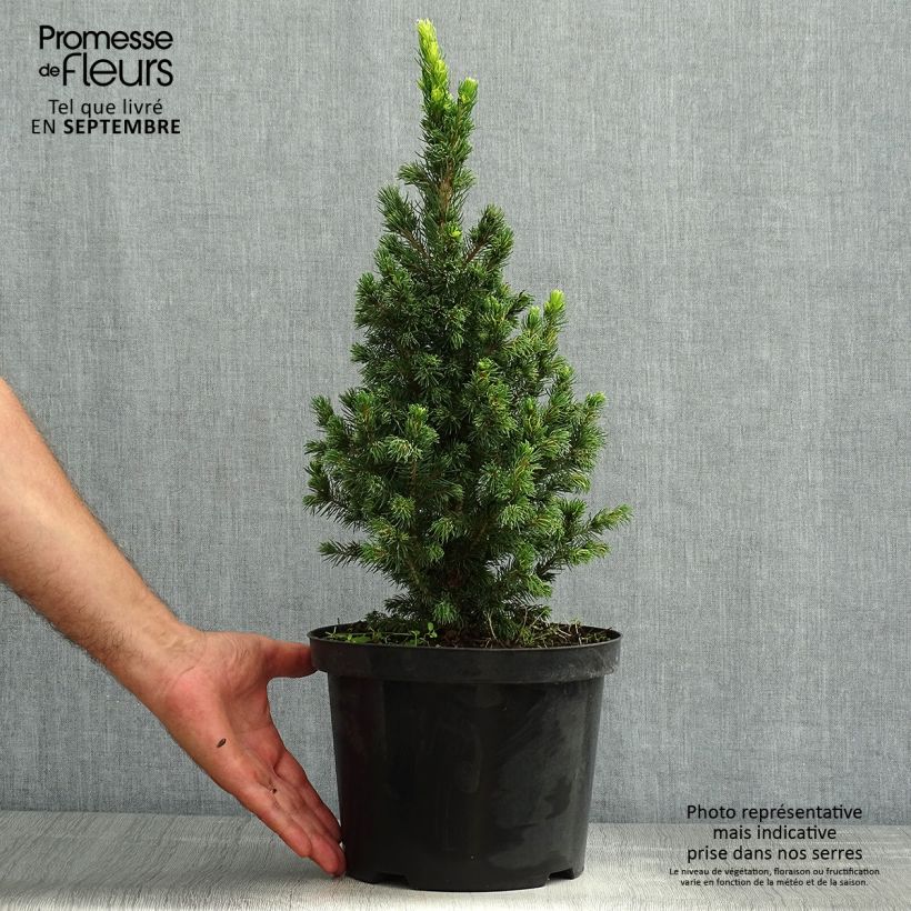 Esemplare di Picea glauca Rainbow's End Vaso da 2L/3L consegnato in estate
