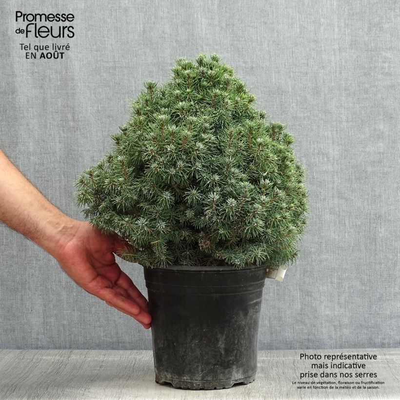 Esemplare di Picea glauca Sander's Blue Vaso da 4L/5L consegnato in estate