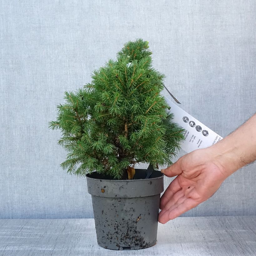 Esemplare di Picea glauca Sun on the Sky Vaso da 2L/3L consegnato in estate