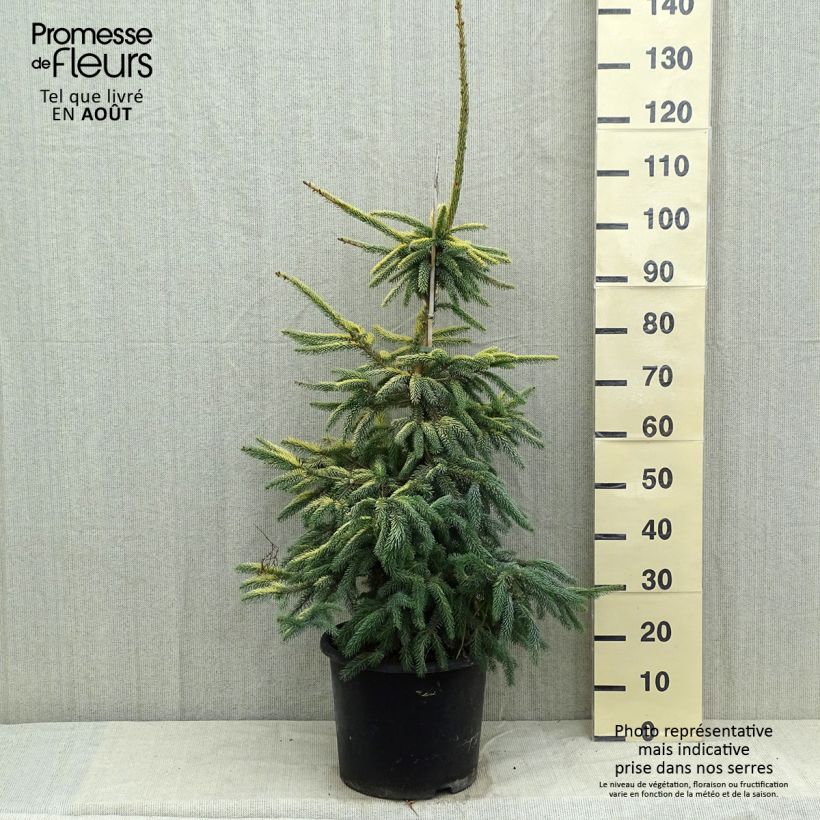 Esemplare di Picea mariana Aurea Vaso da 12L/15LAltezza consegnata circa 50/60cm consegnato in estate