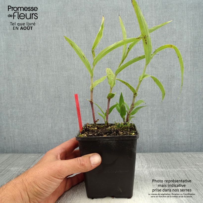 Esemplare di Epipactis gigantea Vaso da 1L/1,5L consegnato in estate