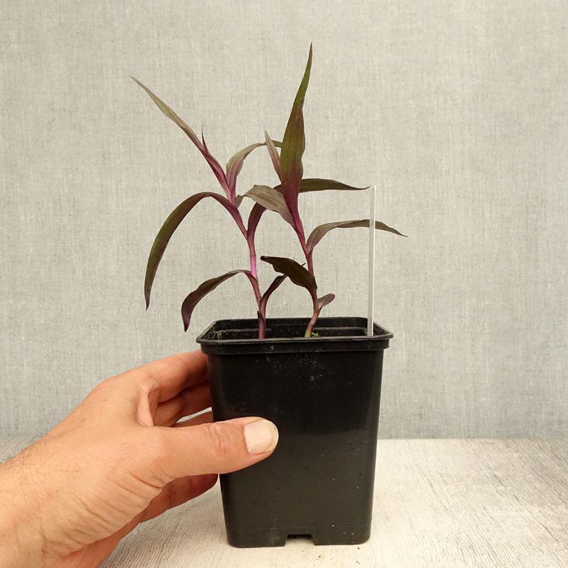 Esemplare di Epipactis gigantea Night Serpentine Vaso da 1L/1,5L consegnato in estate