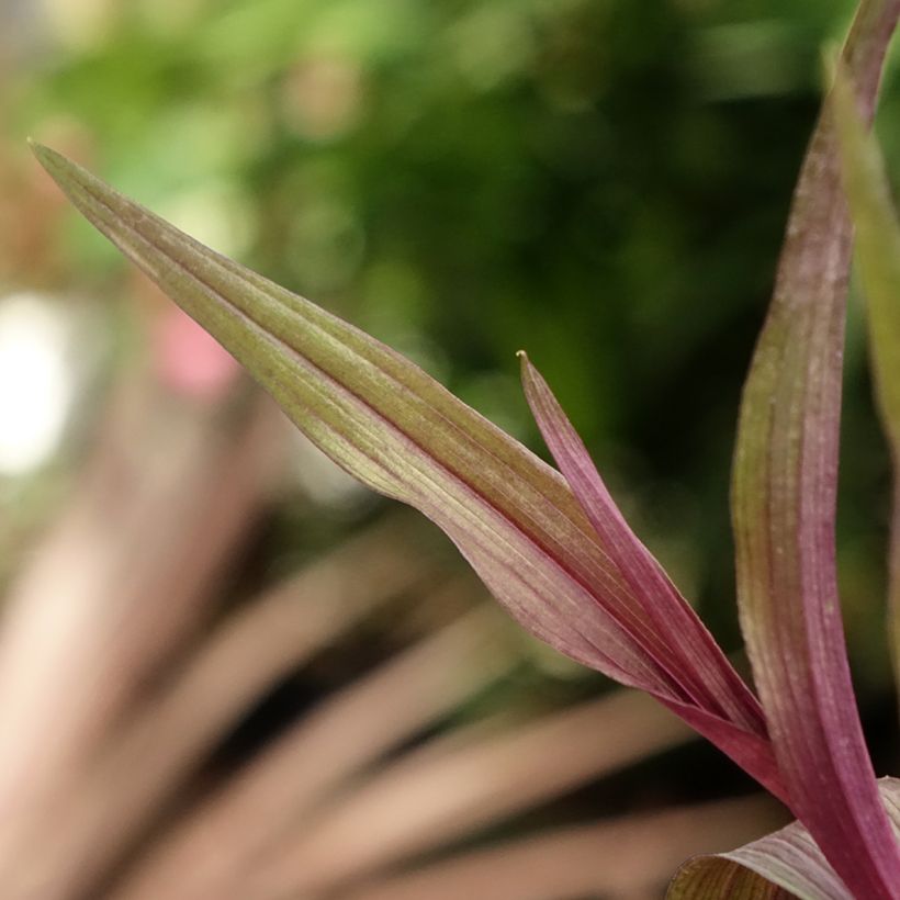 Epipactis gigantea Night Serpentine (Fogliame)