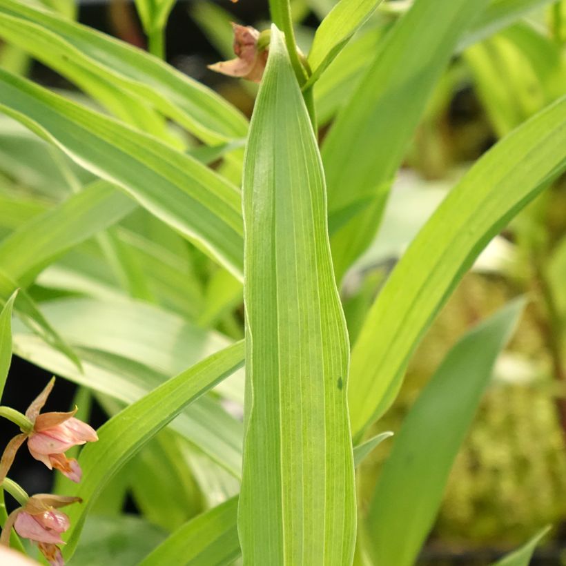 Epipactis Sabine (Fogliame)
