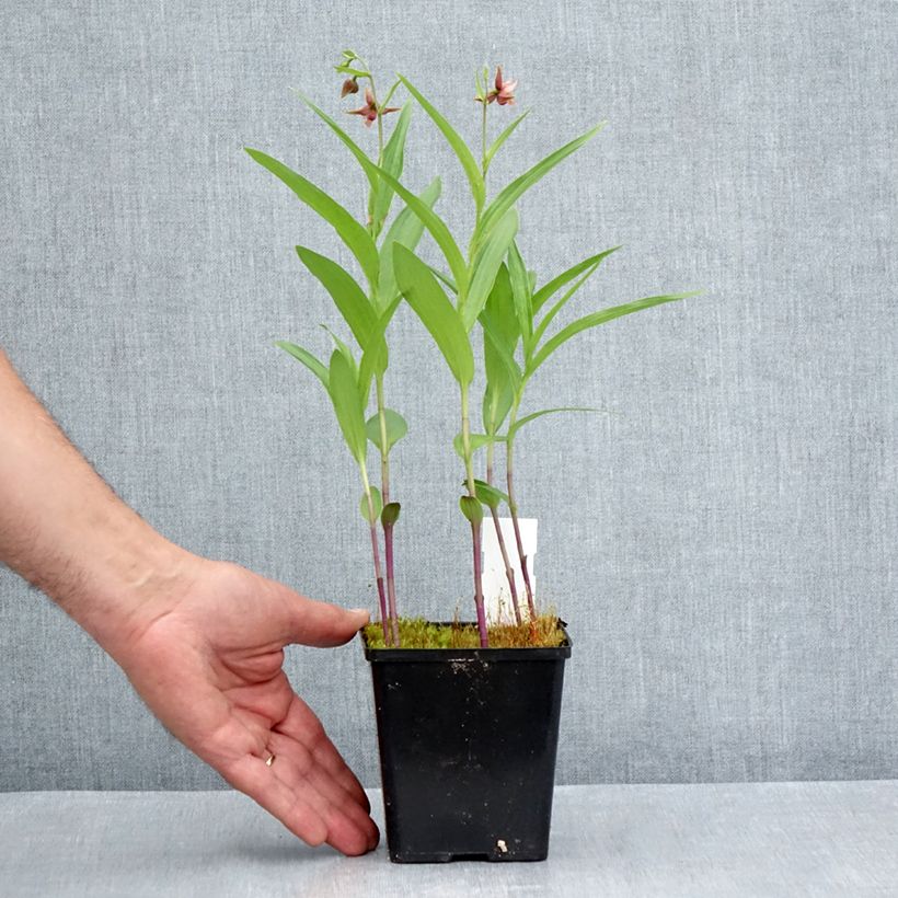 Esemplare di Epipactis Sabine Vaso da 1L/1,5L consegnato in estate