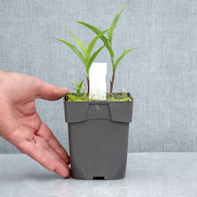Esemplare di Epipactis thunbergii (x) gigantea Vaso da 1L/1,5L consegnato in estate