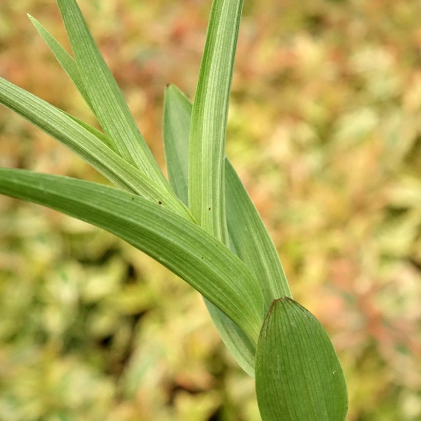 Epipactis veratrifolia (Fogliame)