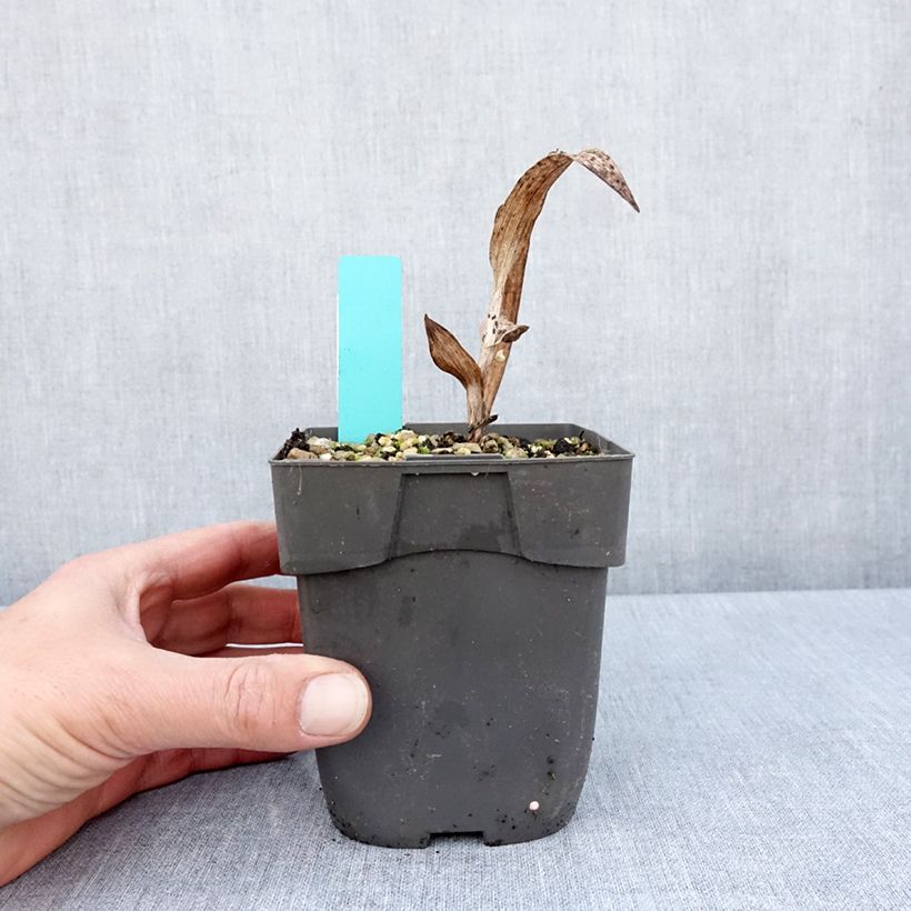 Epipactis veratrifolia - Orchidée de jardin - Pot de 1L/1,5L esemplare consegnato in primavera