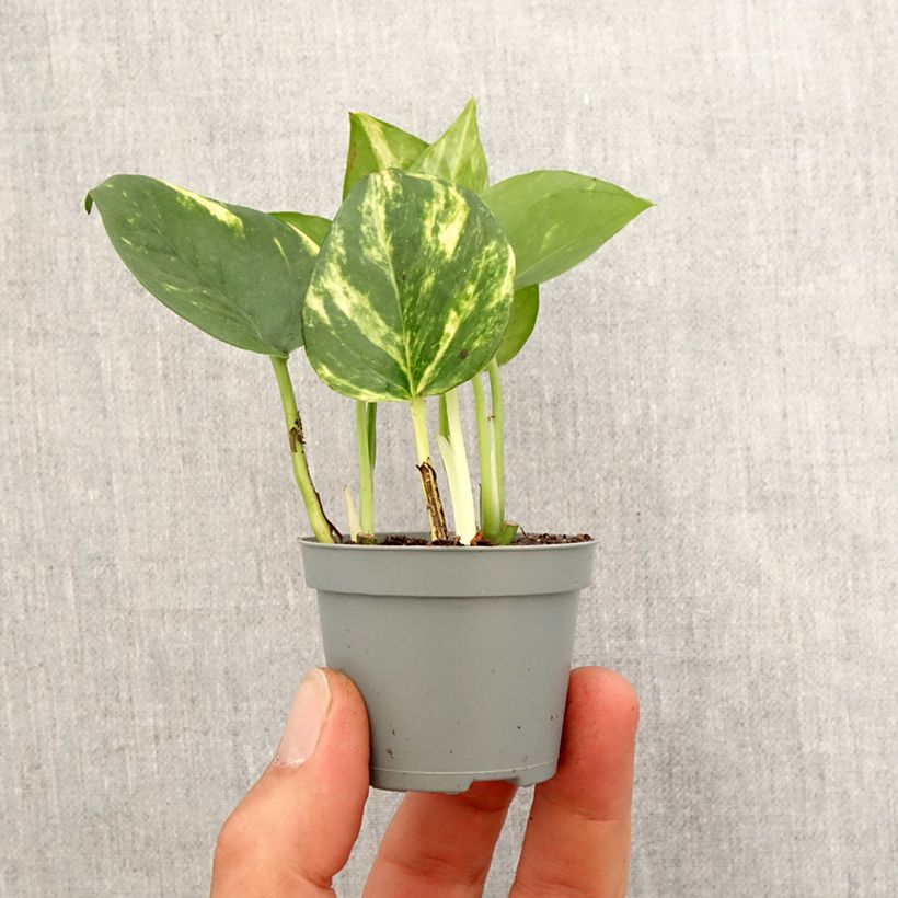 Epipremnum aureum - Pothos Mini-plante esemplare consegnato in primavera