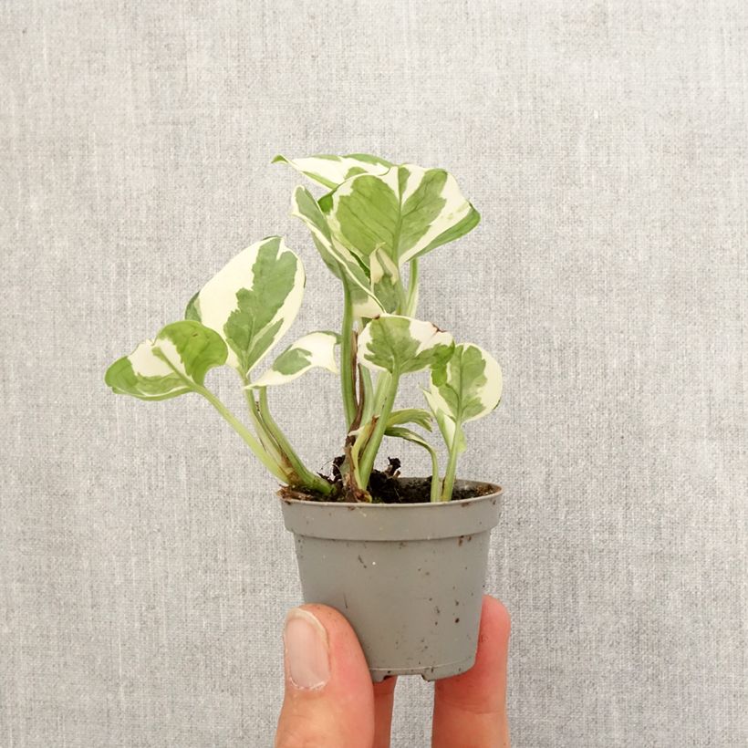 Epipremnum N'joy - Pothos - Motte 5 cm x 7 cm esemplare consegnato in primavera