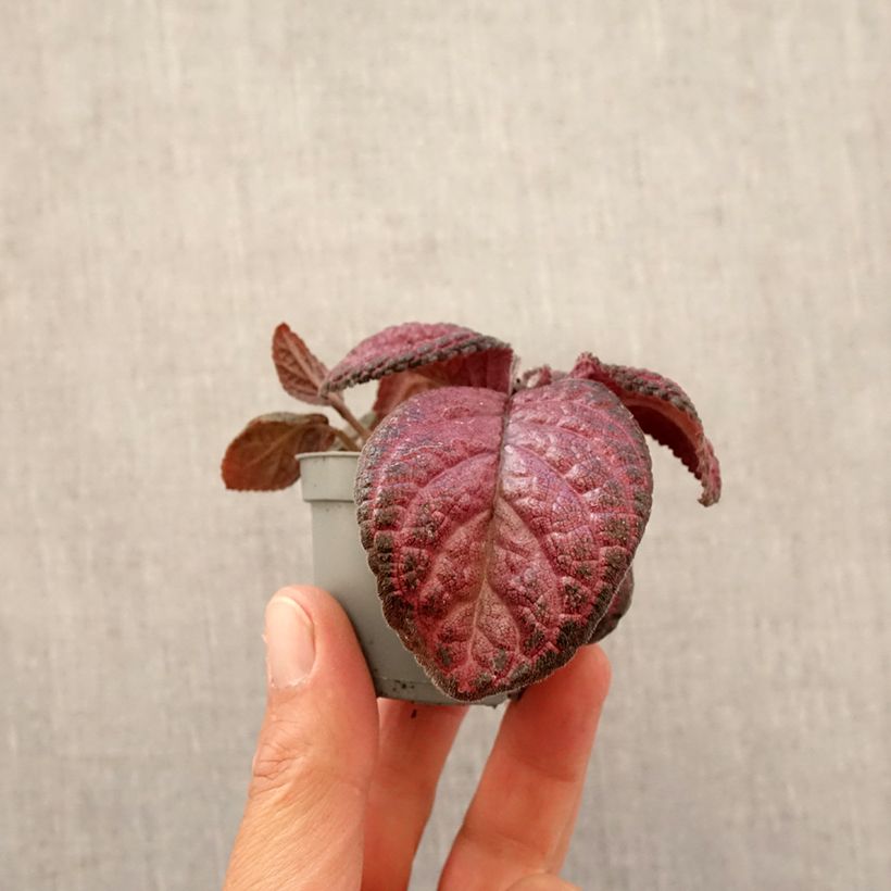 Episcia Malayan Gem - Motte 5 cm x 7 cm esemplare consegnato in primavera