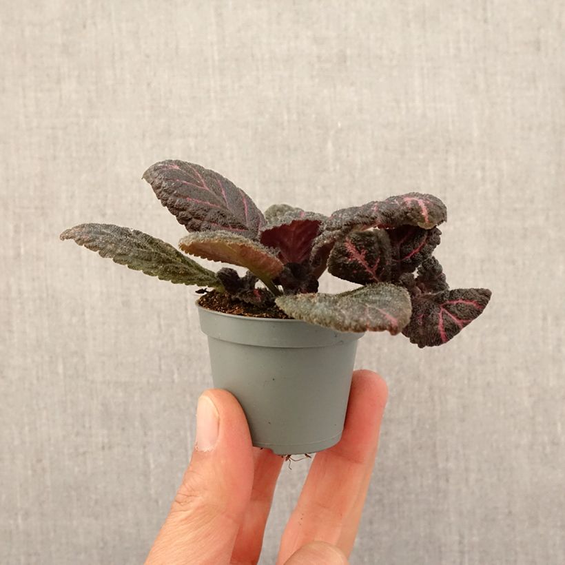 Episcia Pink Acajou - Motte 5 cm x 7 cm esemplare consegnato in primavera