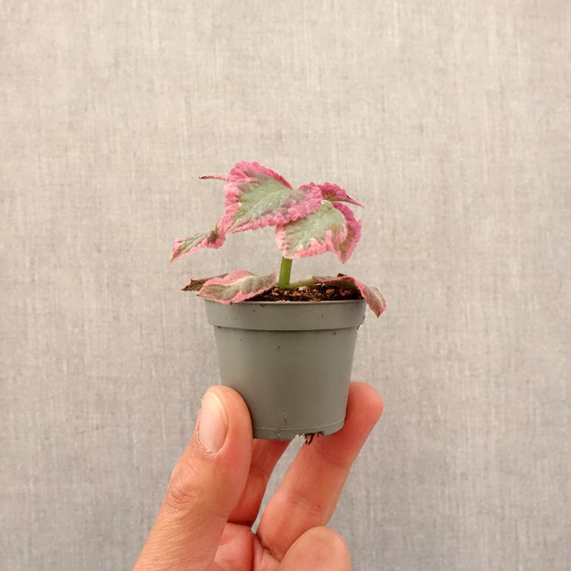 Episcia Pink Brocade - Motte 5 cm x 7 cm esemplare consegnato in primavera