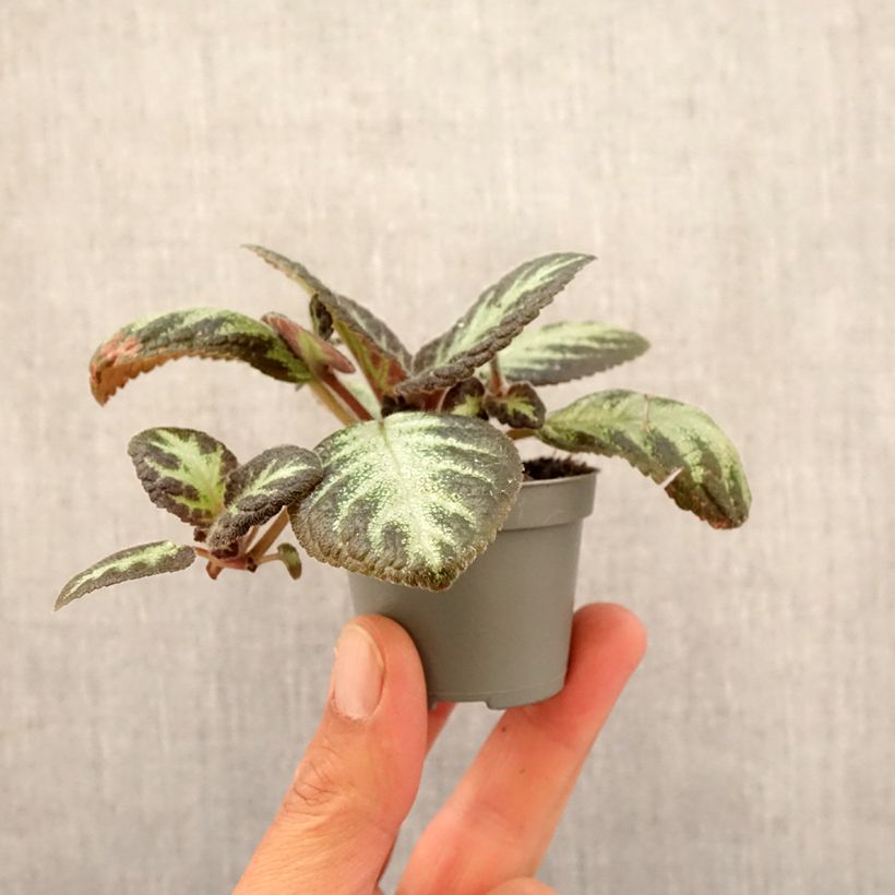 Episcia Silver Shield - Motte 5 cm x 7 cm esemplare consegnato in primavera