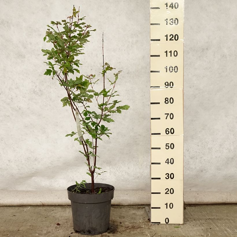Esemplare di Acer griseum - Acero grigio Vaso da 7,5L/10L consegnato in estate