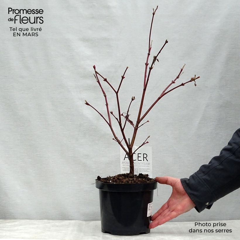 Acer japonicum Aconitifolium - Acero giapponese Vaso da 4L/5LAltezza consegnata circa 30/40cm esemplare consegnato in primavera