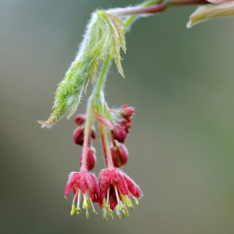 Acer japonicum Aconitifolium - Acero giapponese (Fioritura)