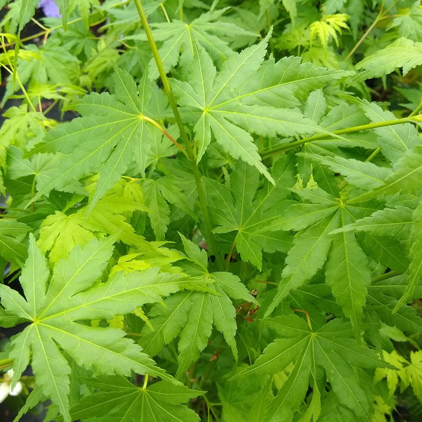 Acer palmatum Going Green - Acero giapponese (Fogliame)