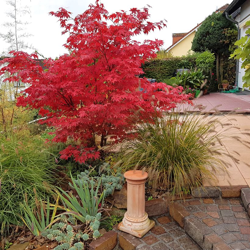 Acer palmatum Osakazuki - Acero giapponese (Porto)