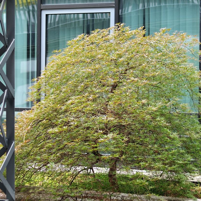 Acer palmatum Seiryu - Acero giapponese (Porto)