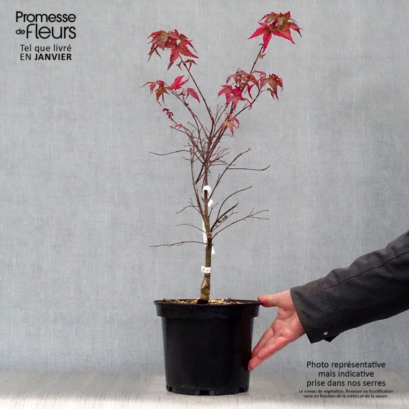 Acer palmatum Shindeshojo - Acero giapponese Vaso da 7,5L/10L esemplare consegnato in inverno