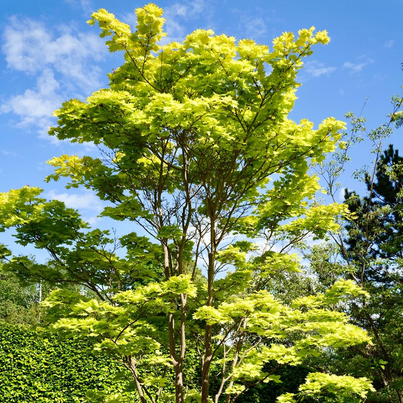Acer shirasawanum Aureum - Acero giapponese (Porto)