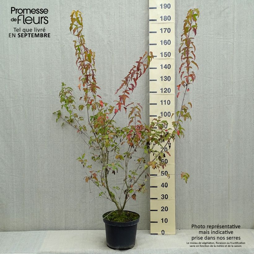 Esemplare di Acer tataricum Moonrise - Acero ginnala Vaso da 7,5L/10L consegnato in estate