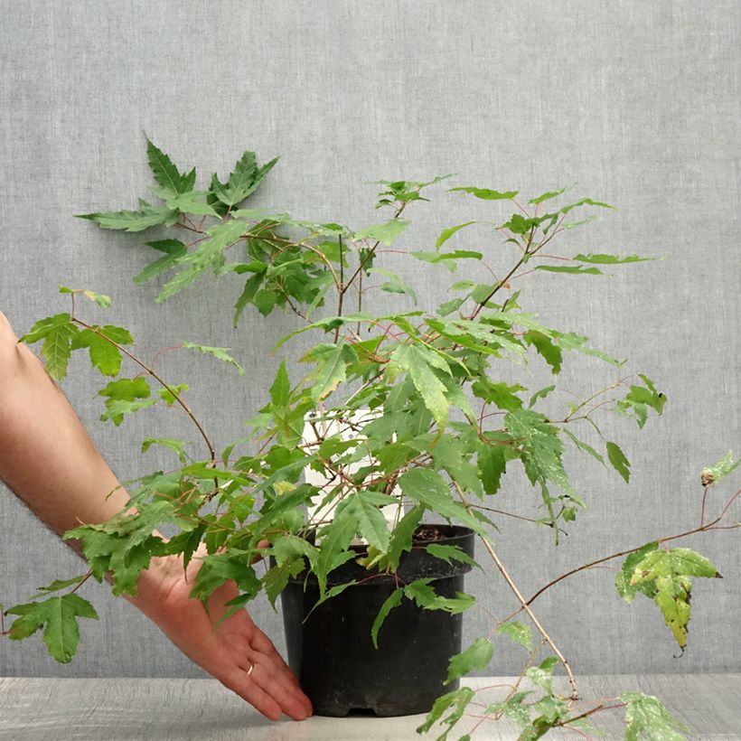 Esemplare di Acer tataricum Moonrise - Acero ginnala Vaso da 3L/4L consegnato in estate
