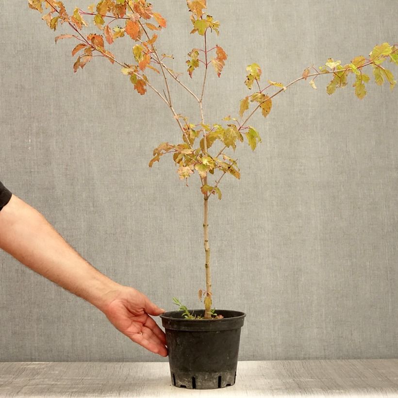 Esemplare di Acer tataricum - Acero di fuoco Vaso da 2L/3L consegnato in estate