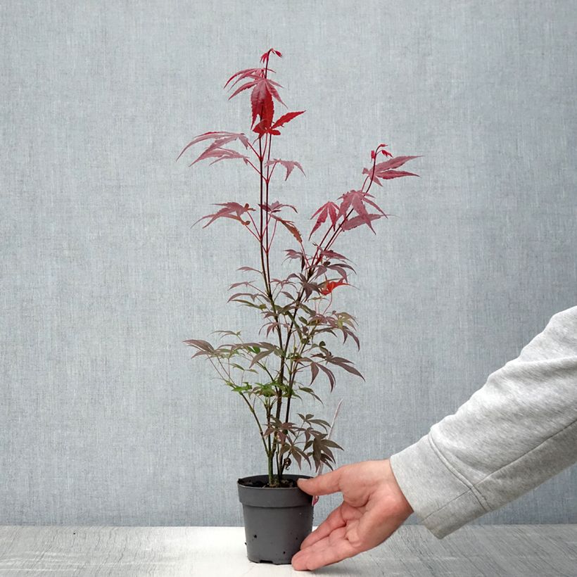 Esemplare di Acer palmatum Atropurpureum - Acero rosso giapponese Vaso da Ø 10 cm/11 cm consegnato in estate