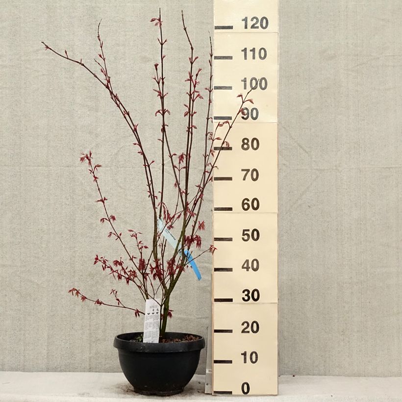 Acer palmatum Atropurpureum - Acero rosso giapponese Vaso da 4L/5LAltezza consegnata circa 60/+cm esemplare consegnato in primavera