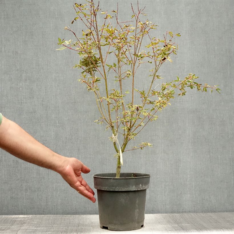Esemplare di Acer palmatum Beni Shichihenge - Acero giapponese Vaso da 3L/4L consegnato in estate