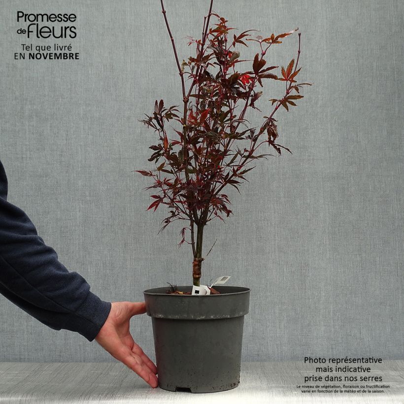 Esemplare di Acer palmatum Brandt’s Dwarf - Acero giapponese Vaso da 4L/5L come consegnato in autunno