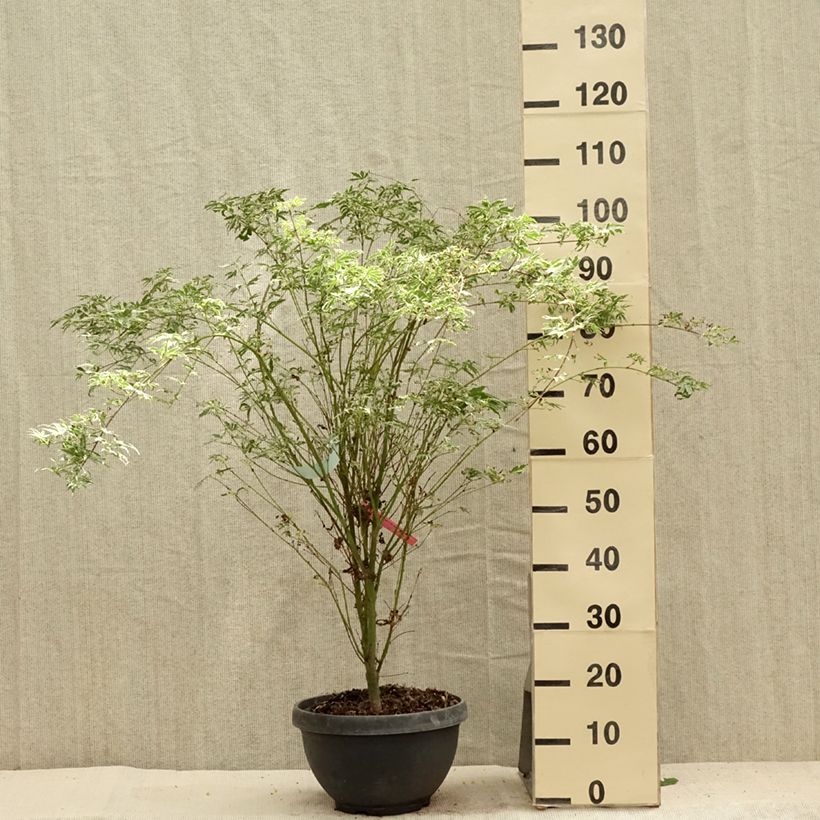 Esemplare di Acer palmatum Butterfly - Acero giapponese Vaso da 7,5L/10L consegnato in estate