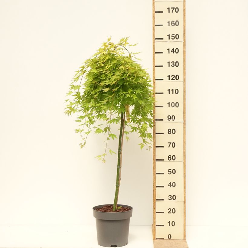 Acer palmatum Cascade Citrine - Acero giapponese Vaso da 12L/15L esemplare consegnato in primavera