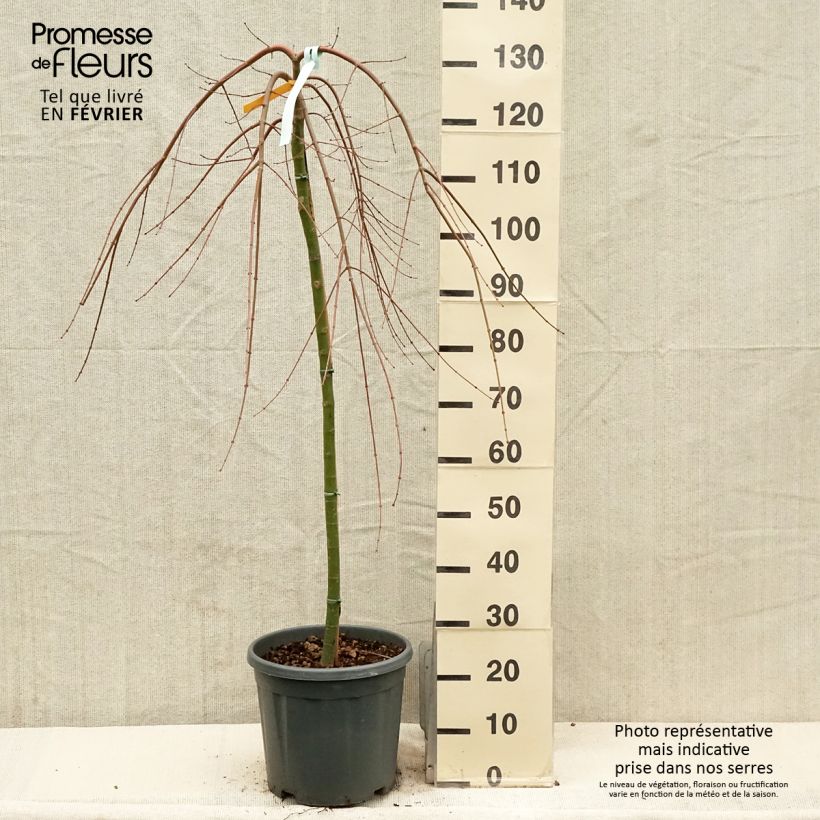 Acer palmatum Cascade Gold - Acero giapponese Vaso da 12L/15L esemplare consegnato in inverno