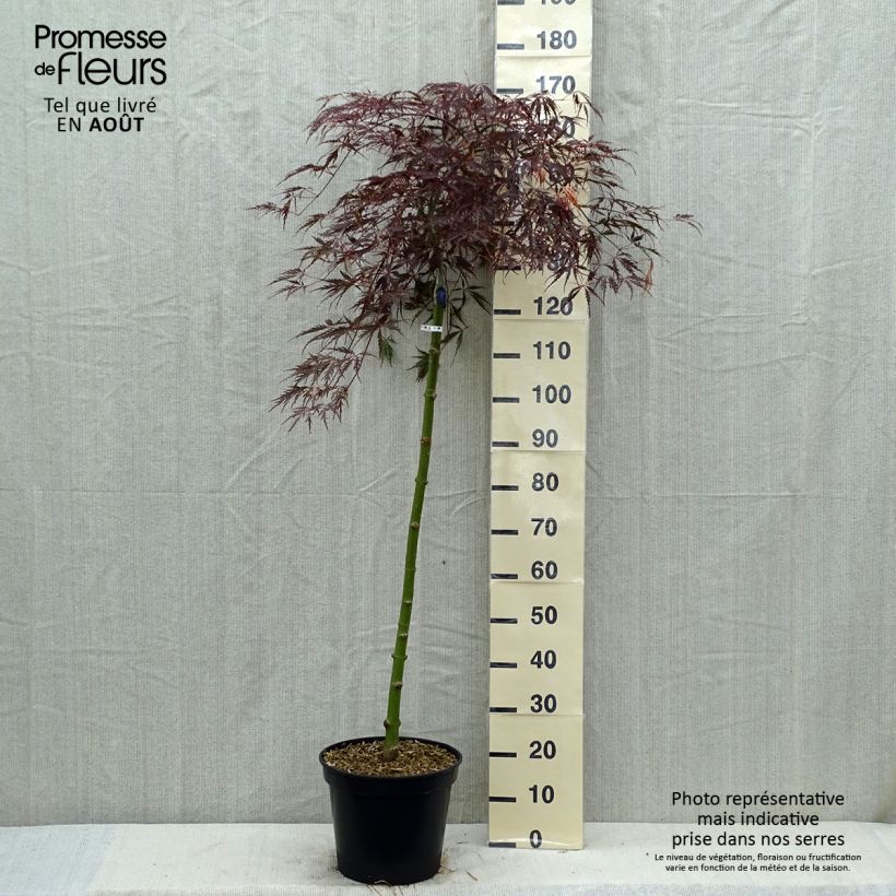 Esemplare di Acer palmatum Dissectum Tamukeyama - Acero giapponese Vaso da 7,5L/10L consegnato in estate