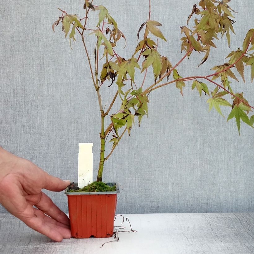 Esemplare di Acer palmatum - Acero giapponese Vasetto da 8/9 cm consegnato in estate