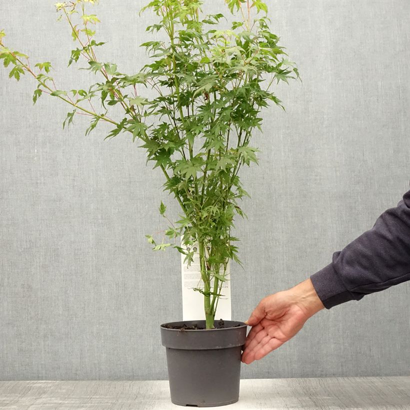 Esemplare di Acer palmatum Going Green - Acero giapponese Vaso da 3L/4L consegnato in estate