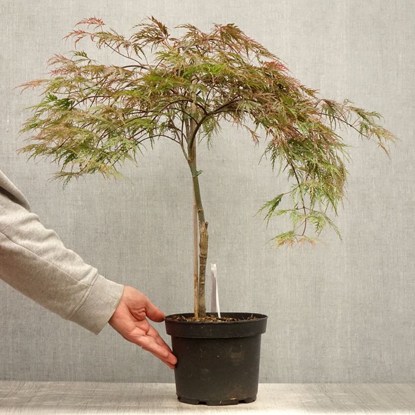 Esemplare di Acer palmatum Dissectum Inaba-Shidare - Acero giapponese Vaso da 3L/4L consegnato in estate
