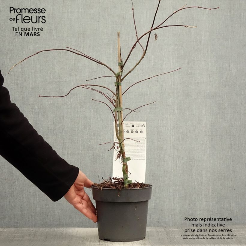 Acer palmatum Dissectum Inaba-Shidare - Acero giapponese Vaso da 3L/4LAltezza consegnata circa 40cm esemplare consegnato in primavera
