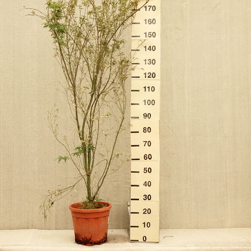 Esemplare di Acer palmatum Kagiri-nishiki - Acero giapponese Vaso da 7,5L/10L consegnato in estate