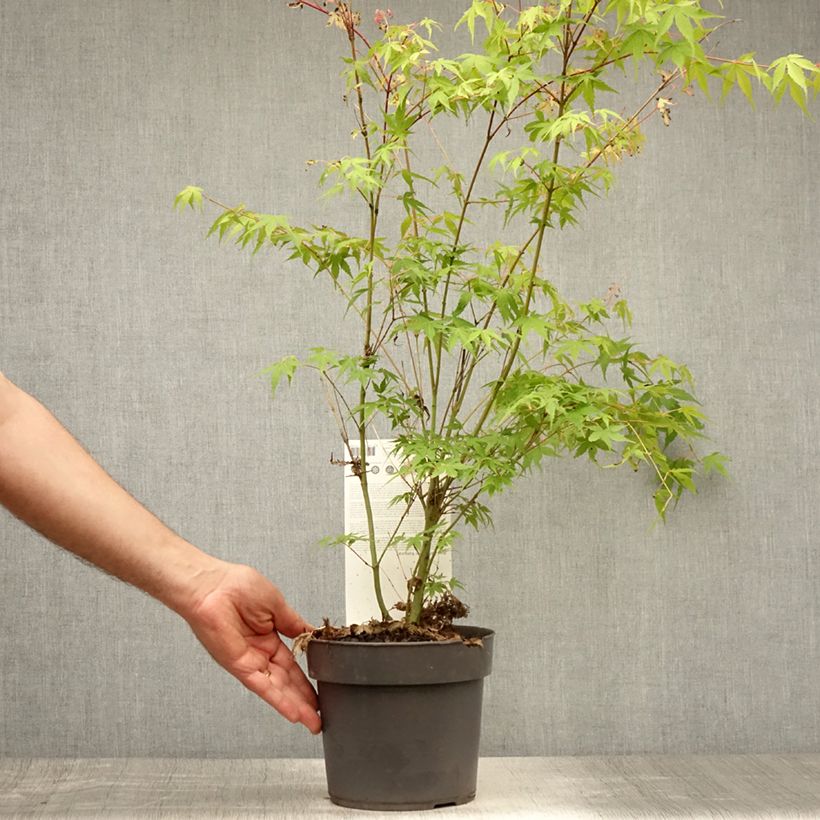 Esemplare di Acer palmatum Katsura - Acero giapponese Vaso da 2L/3L consegnato in estate