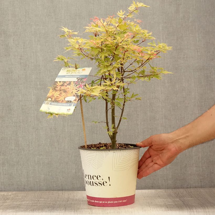 Esemplare di Acer palmatum Metamorphosa - Acero giapponese Vaso da 4L/5L consegnato in estate