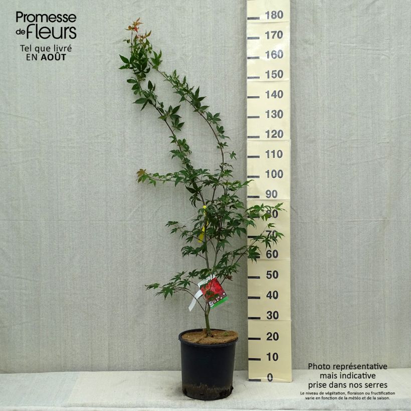 Esemplare di Acer palmatum Osakazuki - Acero giapponese Vaso da 12L/15L consegnato in estate