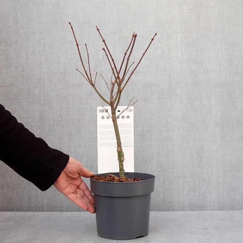 Acer palmatum Pevé Dave - Acero giapponese Vaso da 3L/4L esemplare consegnato in inverno