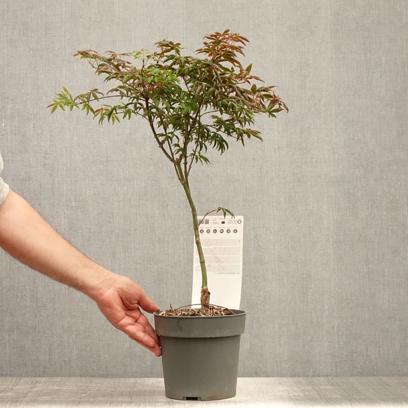 Esemplare di Acer palmatum Pevé Starfish - Acero giapponese Vaso da 2L/3L consegnato in estate