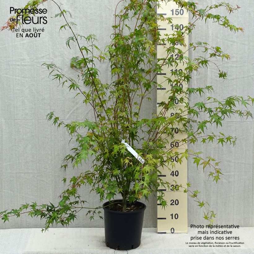 Esemplare di Acer palmatum - Acero giapponese Vaso da 7,5L/10L consegnato in estate